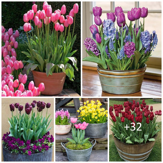 How to Plant, Grow, and Care for Tulips