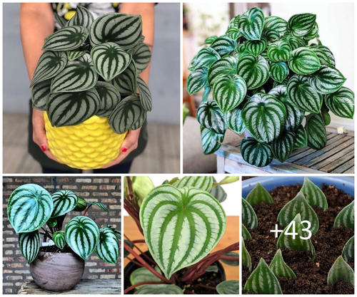 Complete guide to watermelon peperomia