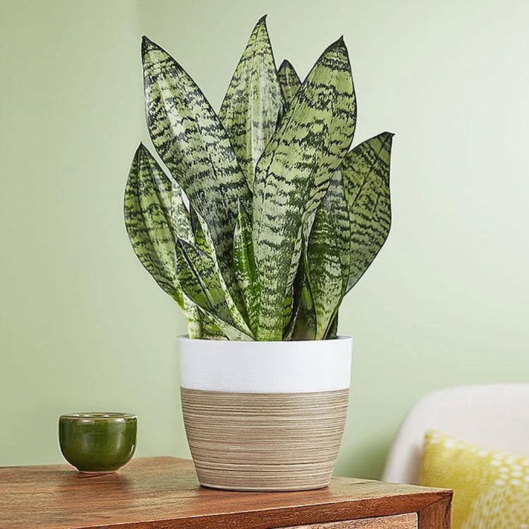 19 indoor plants that are great to place on the coffee table - 73