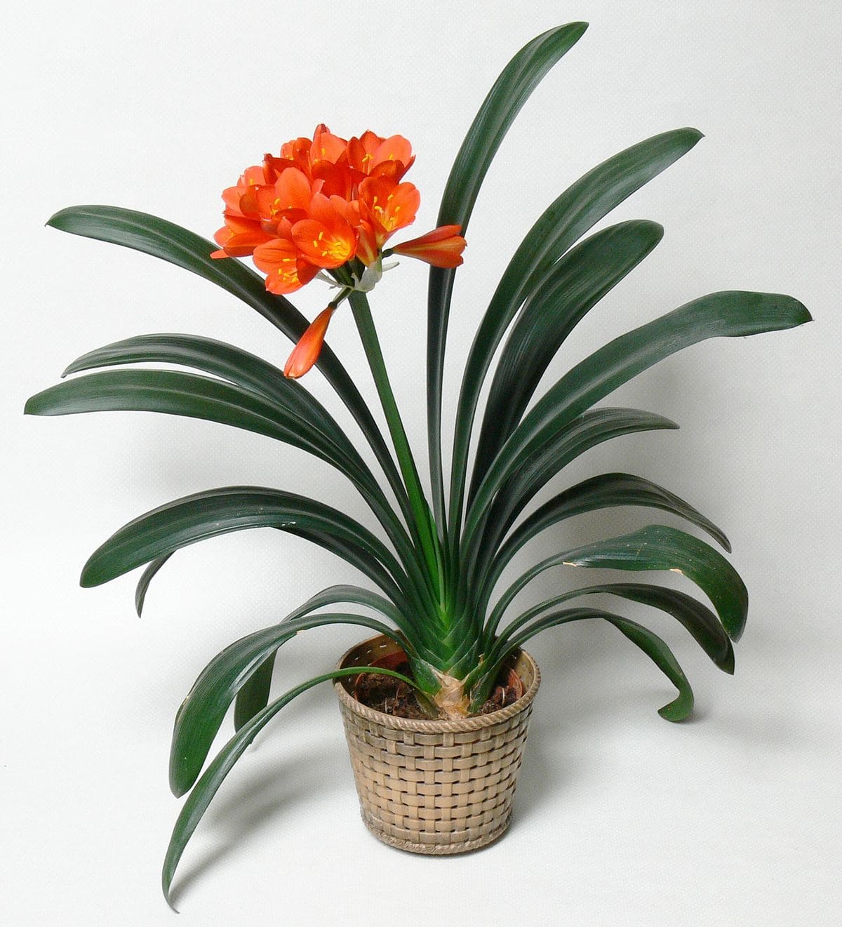 9 colors of indoor plants that can warm your home in winter - 63