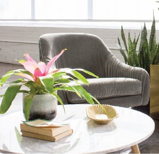 19 indoor plants that are great to place on the coffee table - 71