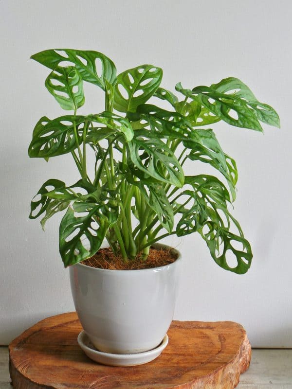 18 most attractive indoor plants to decorate your house - 77