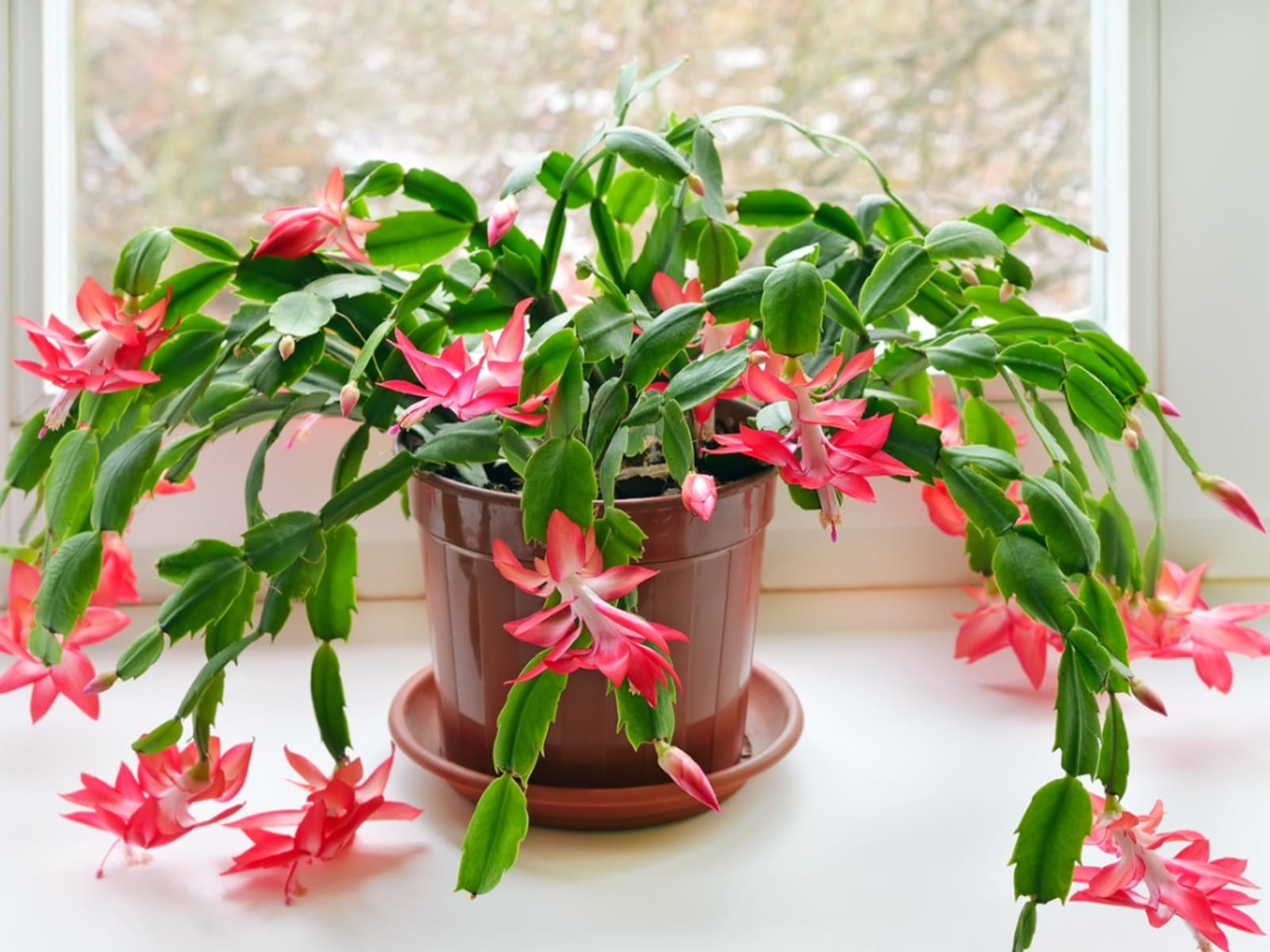 18 most attractive indoor plants to decorate your house - 79