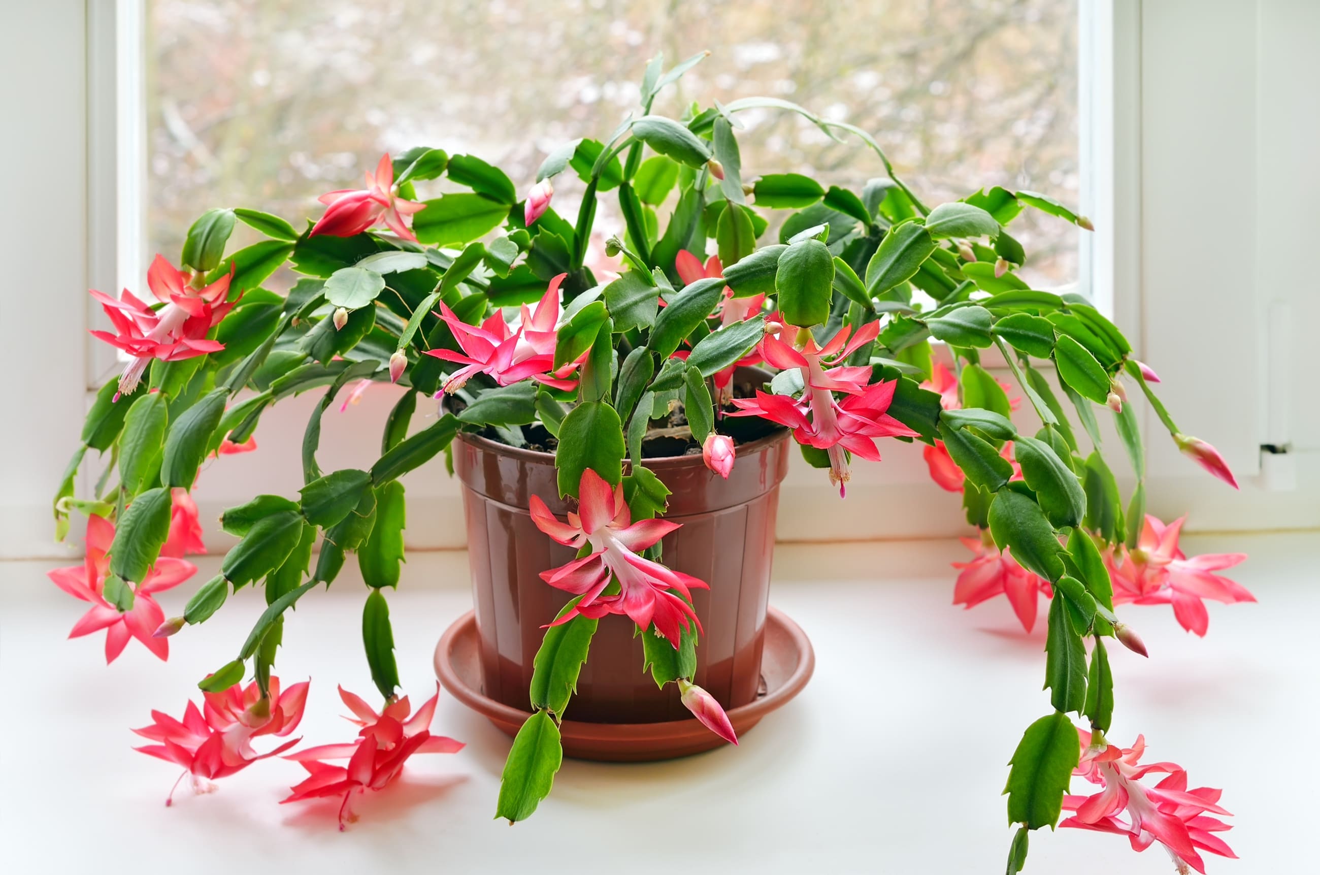 9 colors of indoor plants that can warm your home in winter - 61