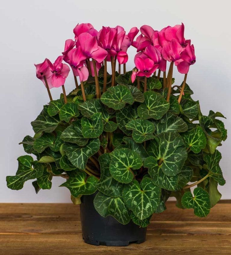 18 most attractive indoor plants to decorate your house - 75