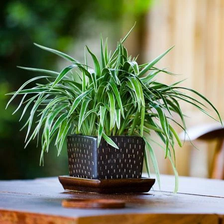 7 advantages of spider plants when growing indoors - 51
