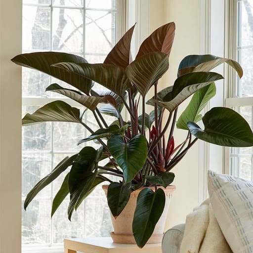 Appealing red heart-shaped houseplants to decorate your home more charming - 91
