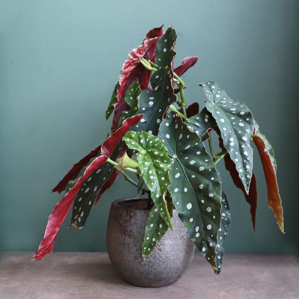 7 houseplants with the most unique leaves - 59