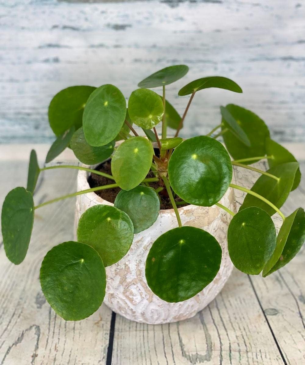 7 houseplants can beat the winter blues - 55