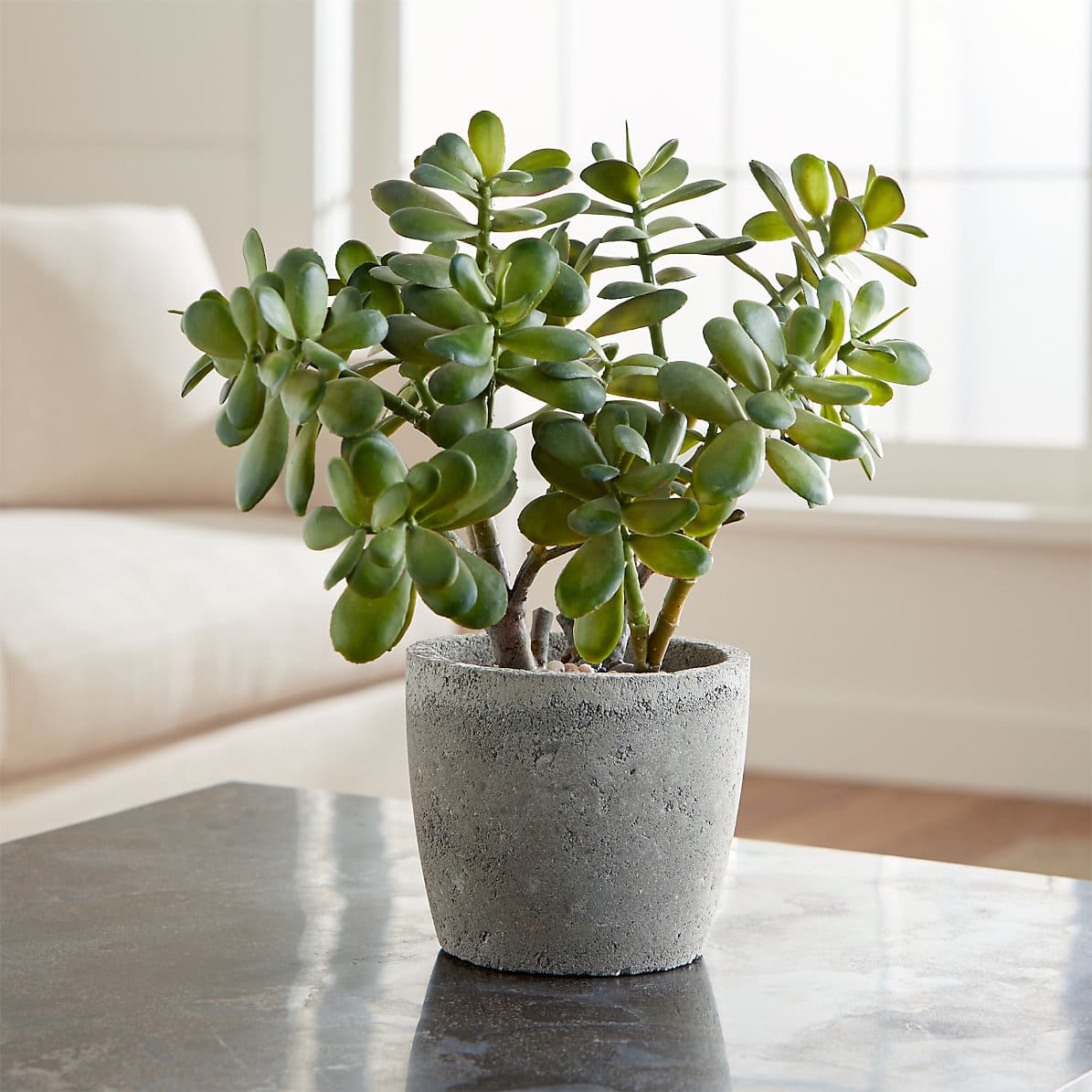 The 5 best houseplants for removing indoor air pollution - 37