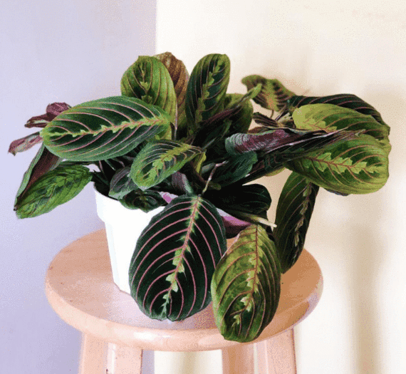 7 houseplants with the most unique leaves - 49