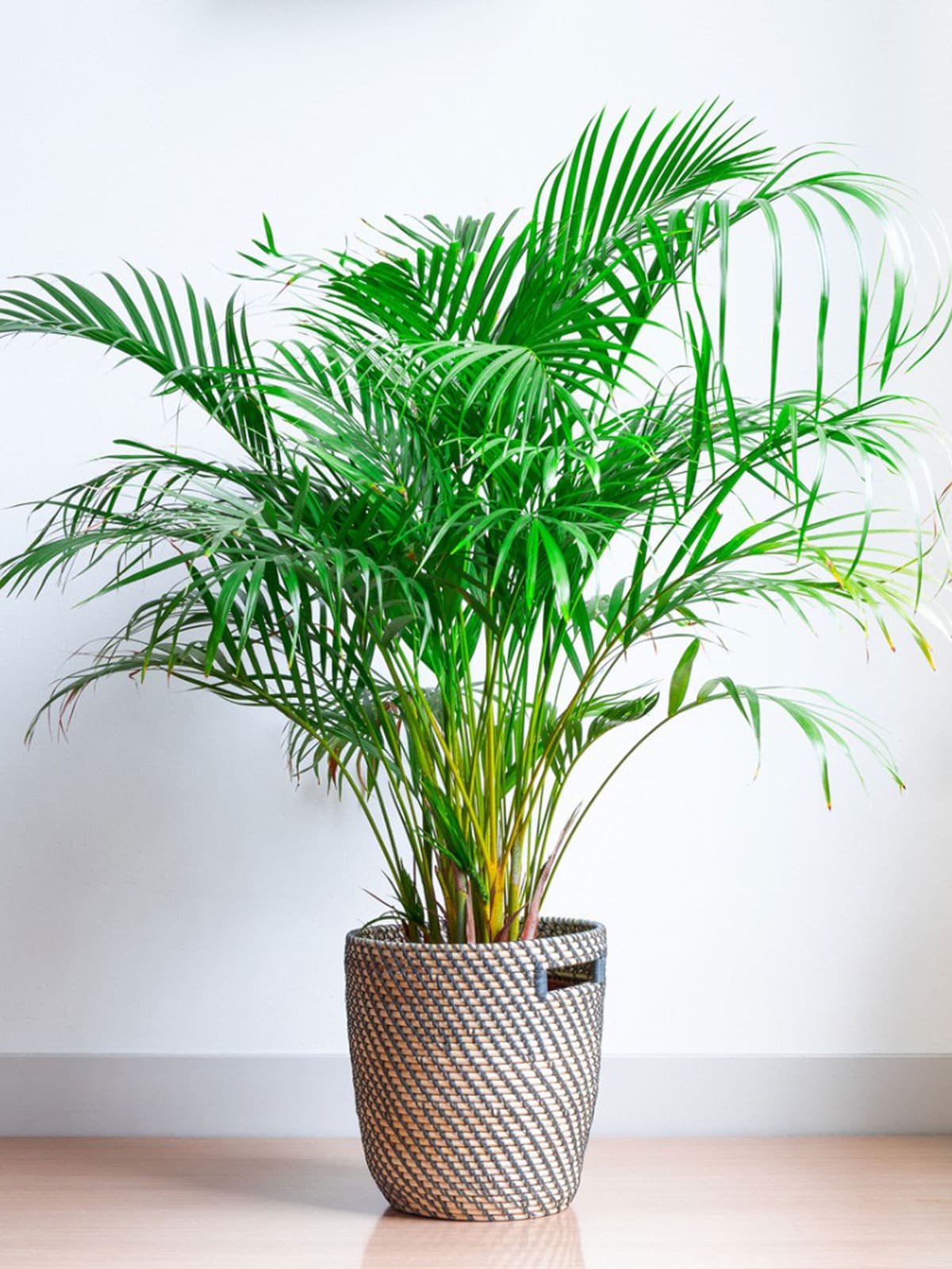 5 house plants to relieve dry skin - 45