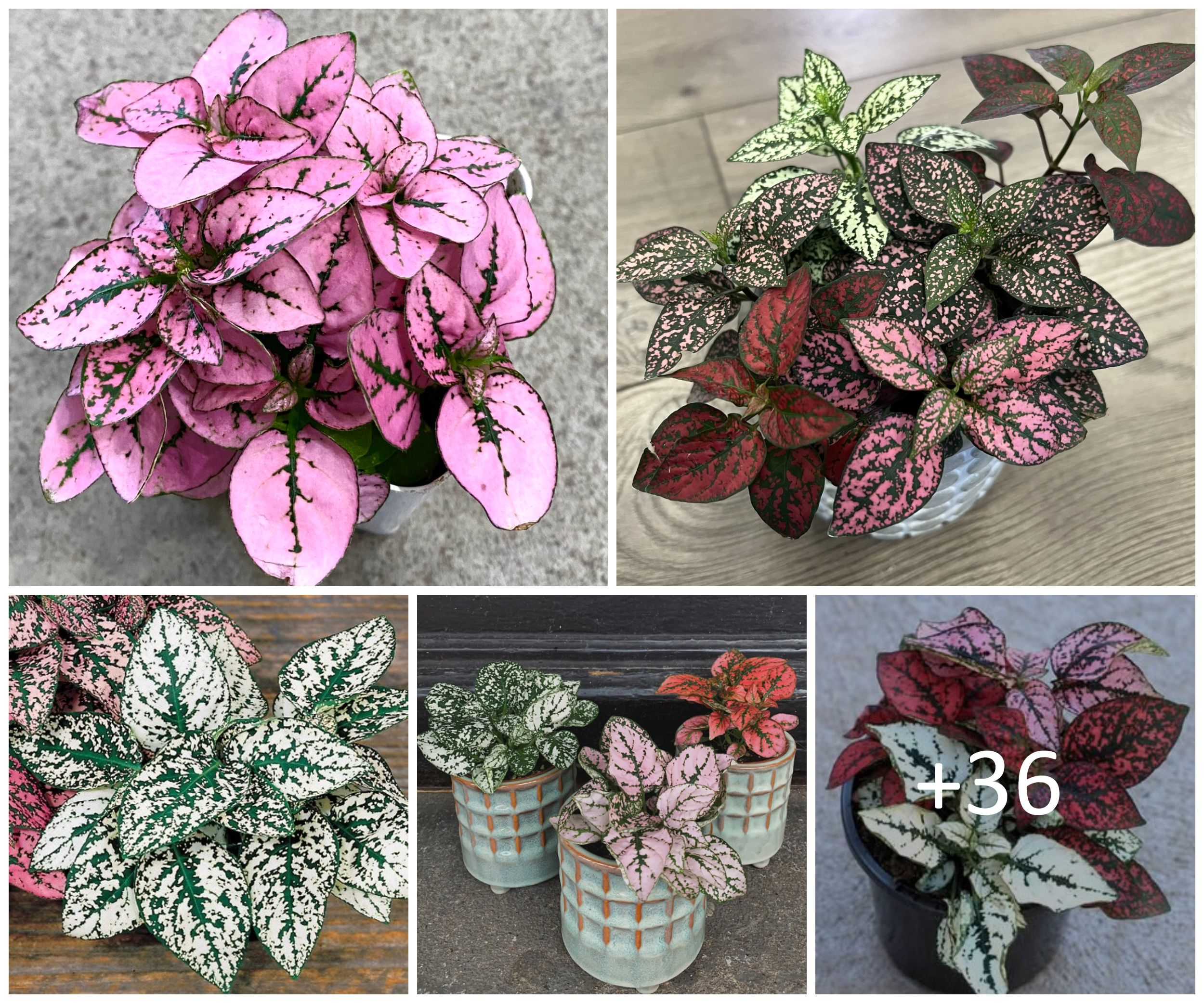 Best Beautiful Polka Dot Print Indoor Plants