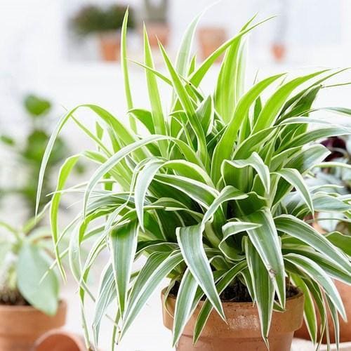 7 advantages of spider plants when growing indoors - 49
