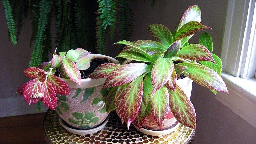 Appealing red heart-shaped houseplants to decorate your home more charming - 93