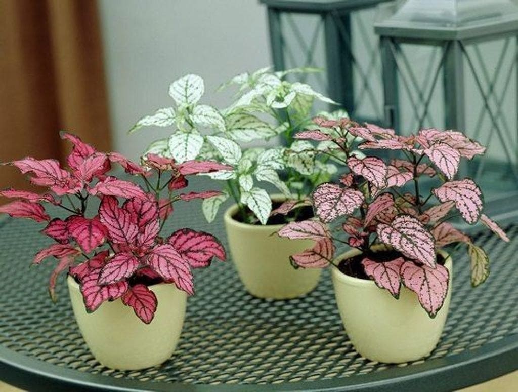 10 beautiful indoor plants to decorate your house - 79