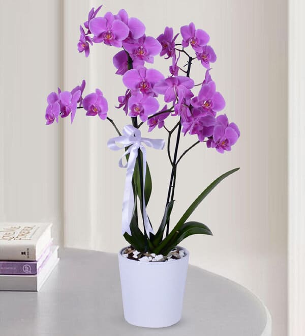 Flowering houseplants to add color and fragrance to your home - 83