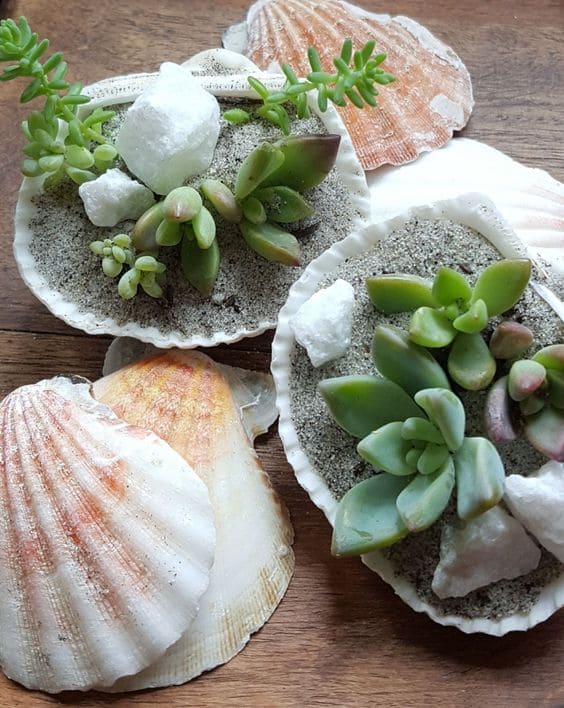 17 DIY Seashell Planter Ideas - 79