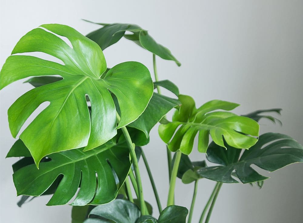 7 houseplants can beat the winter blues - 51