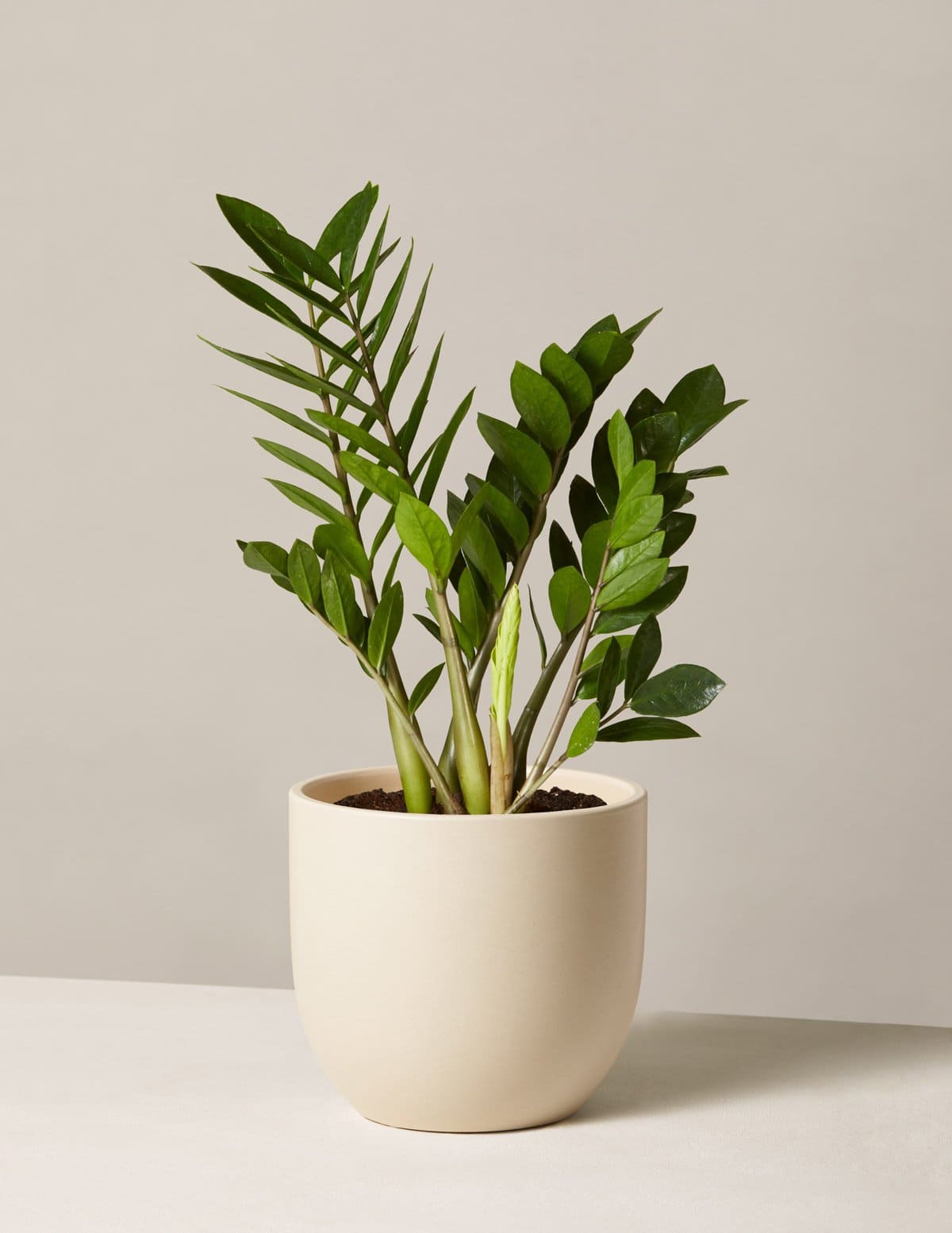 6 houseplants that can increase your well-being - 45