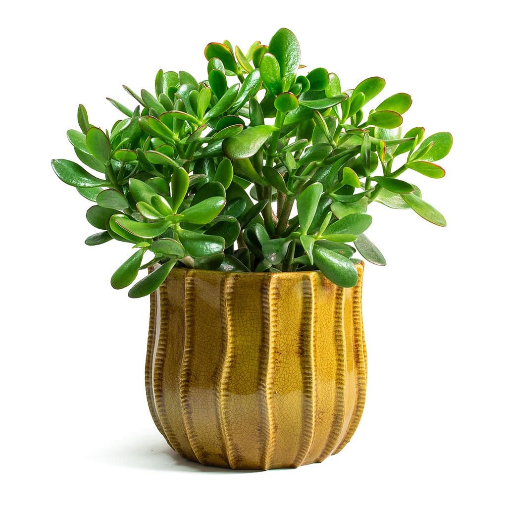7 houseplants can beat the winter blues - 59