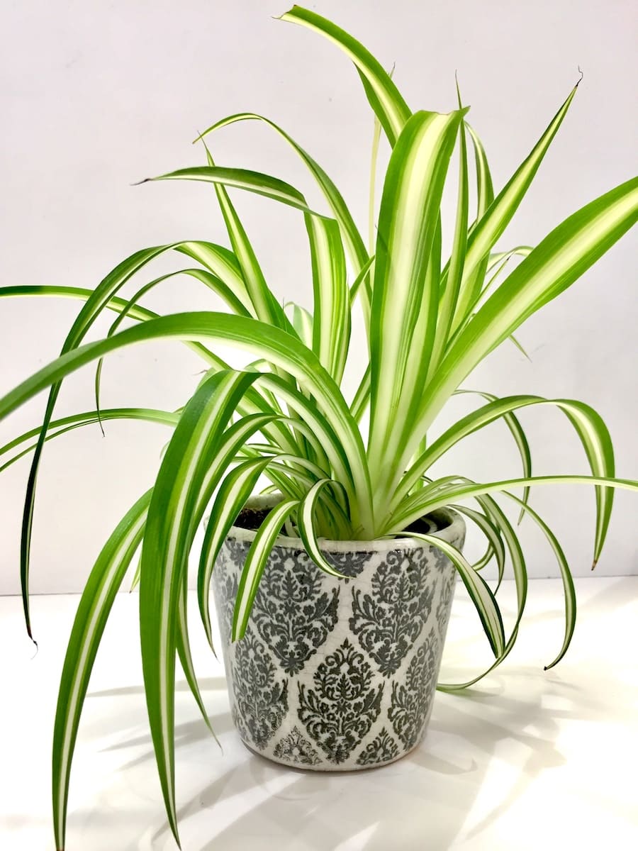 9 colors of indoor plants that can warm your home in winter - 67