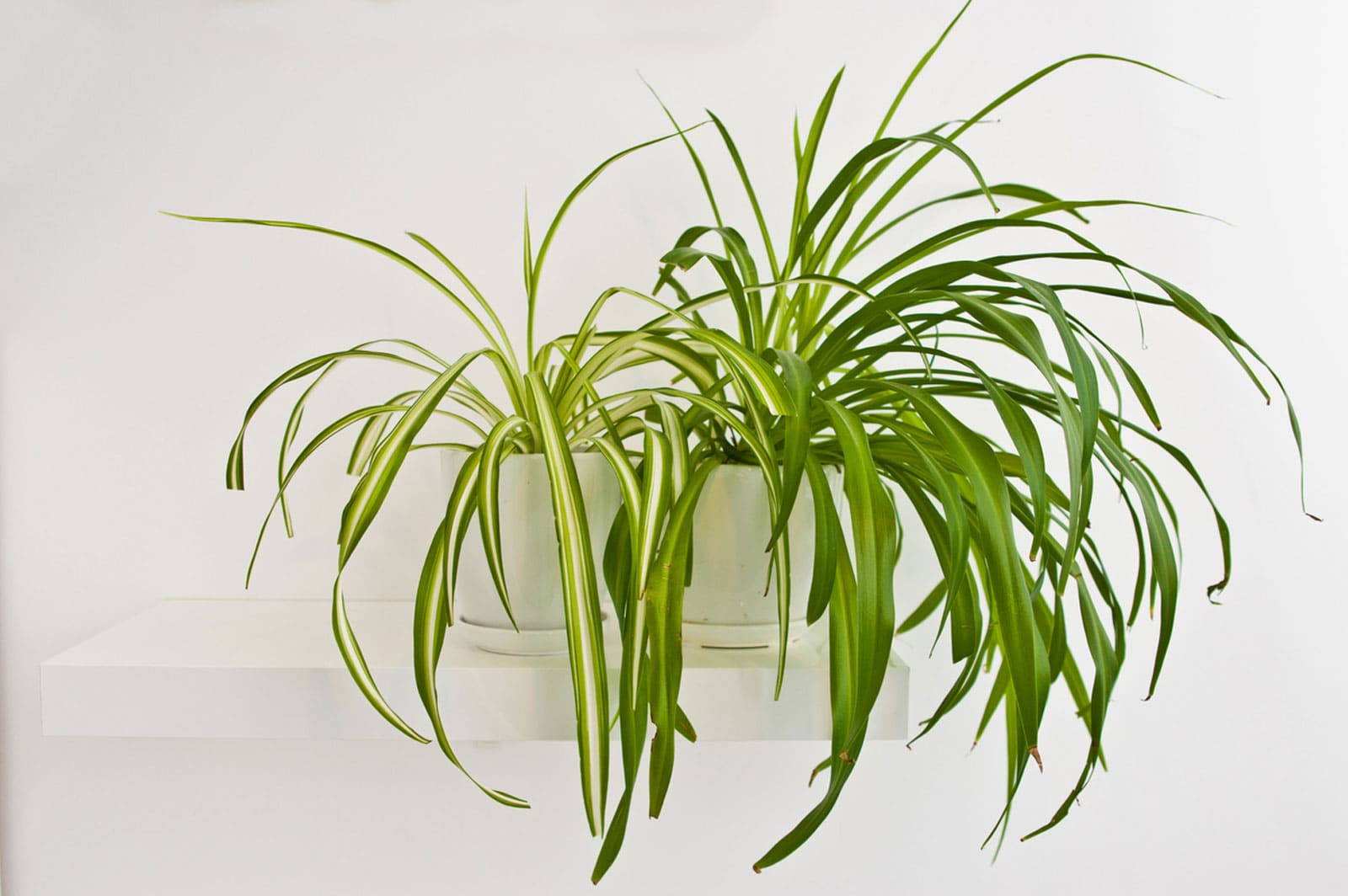 The 5 best houseplants for removing indoor air pollution - 39