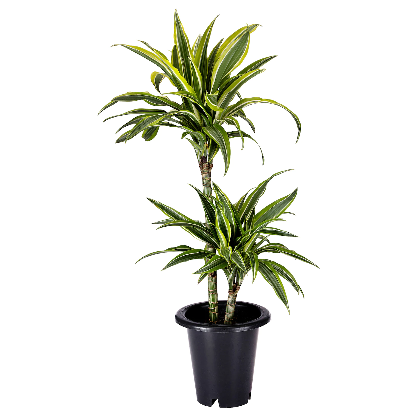 The 5 best houseplants for removing indoor air pollution - 45