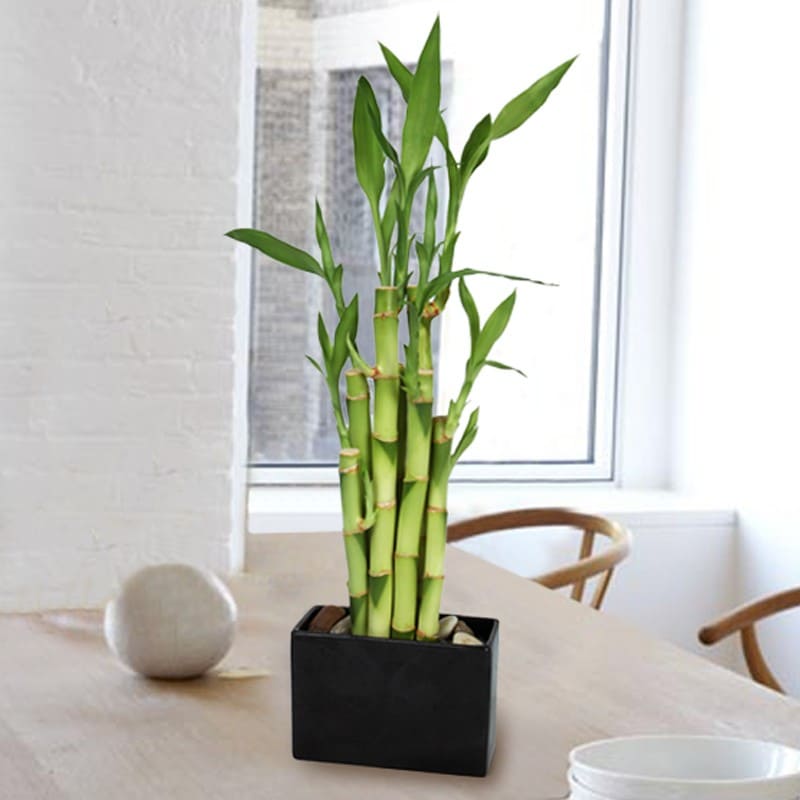 10 beautiful indoor plants to decorate your house - 67
