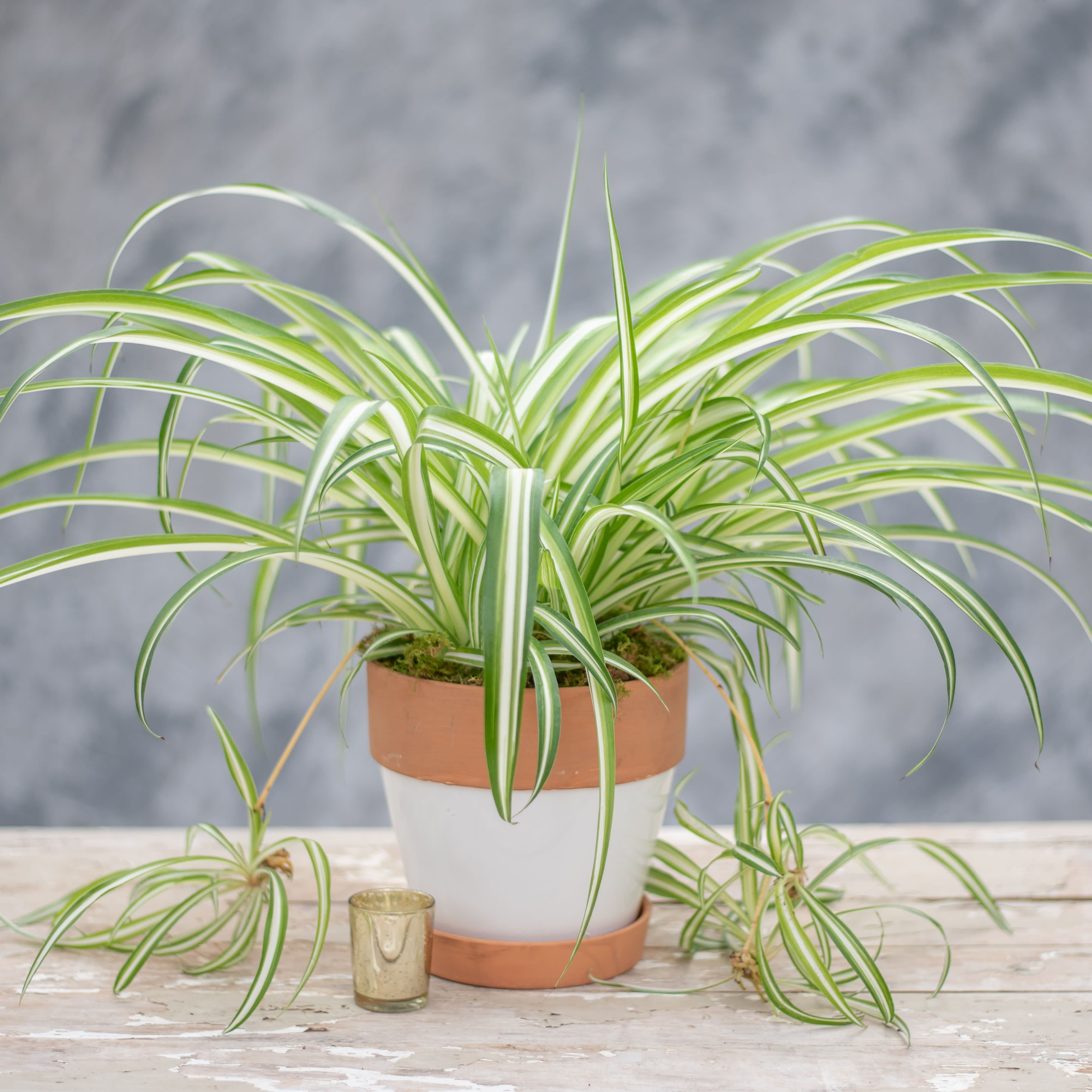 7 advantages of spider plants when growing indoors - 57