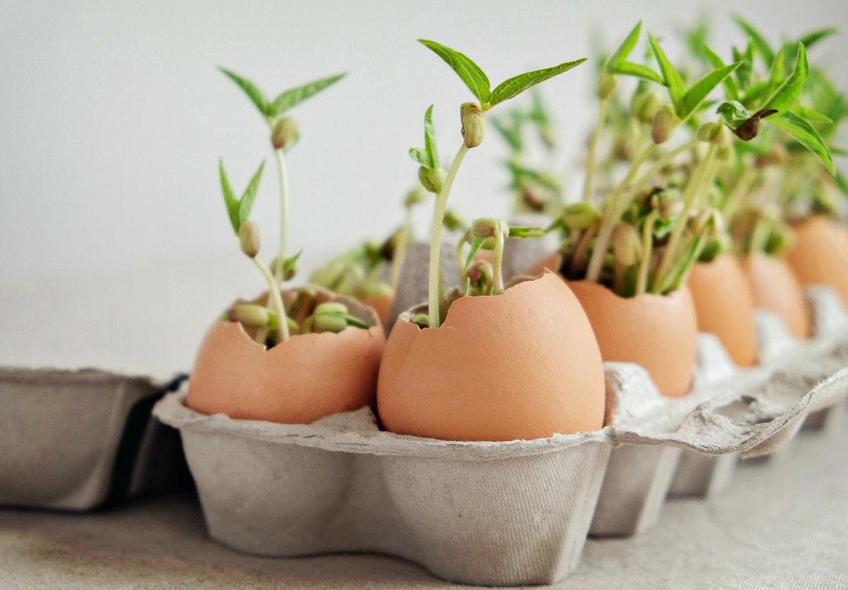 13 Cool DIY Eggshell Planters - 67