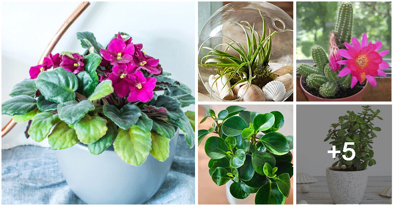 10 beautiful and small houseplants for your compact spaces