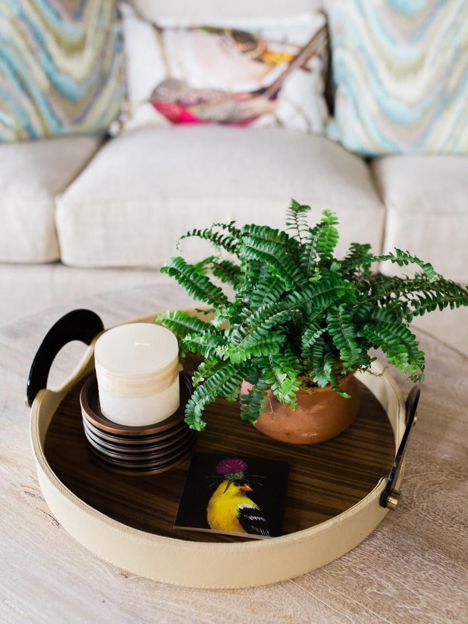19 indoor plants that are great to place on the coffee table - 79