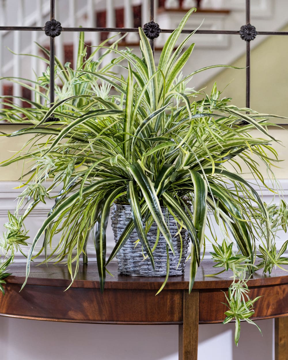 7 advantages of spider plants when growing indoors - 59