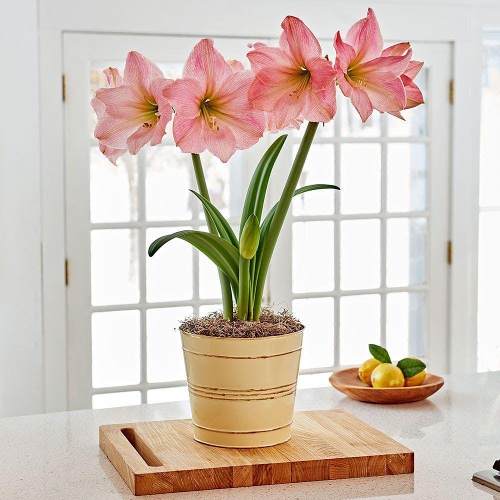 Flowering houseplants to add color and fragrance to your home - 95