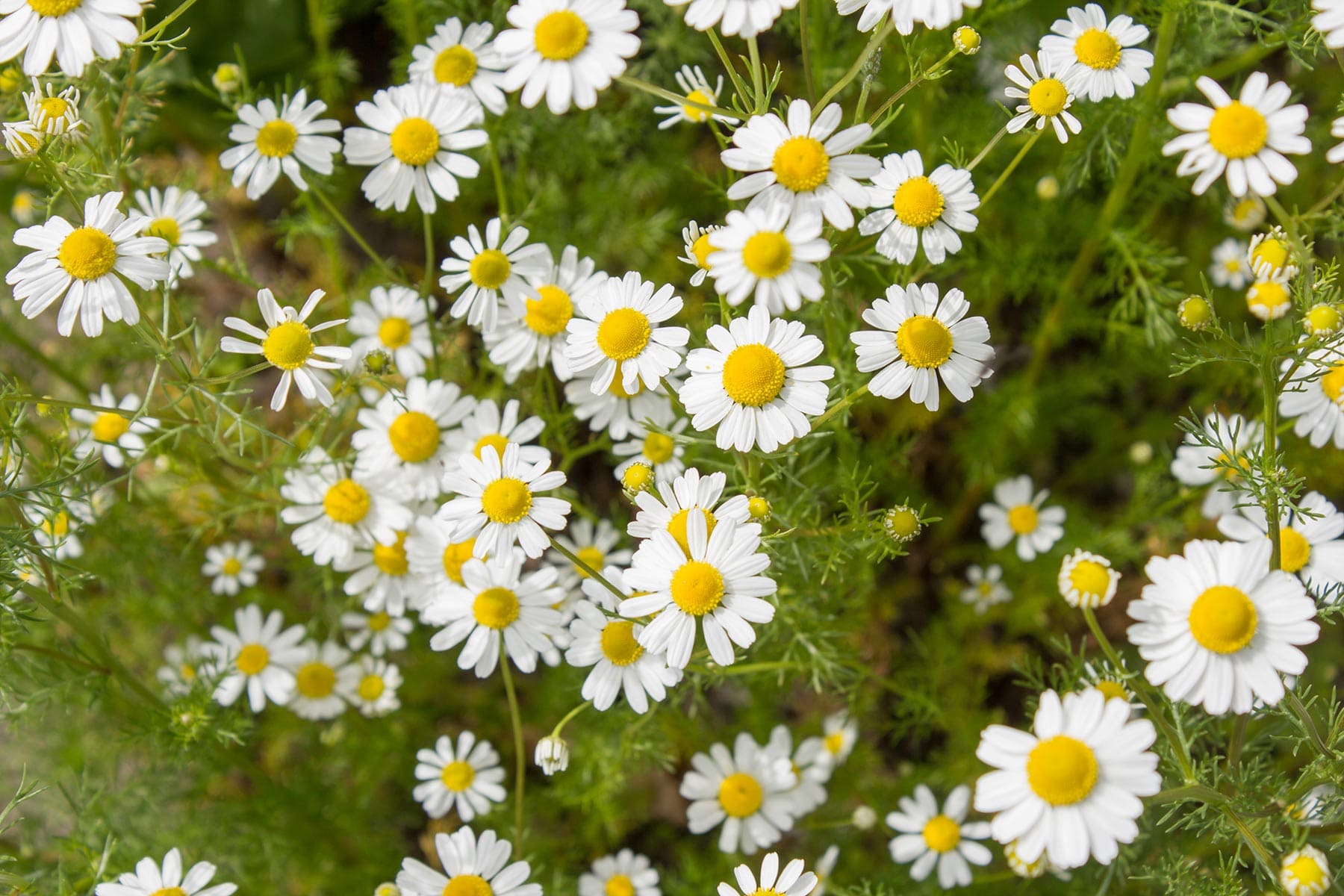 15 plants help you reduce stress, anxiety and depression - 73