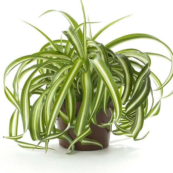 7 advantages of spider plants when growing indoors - 55