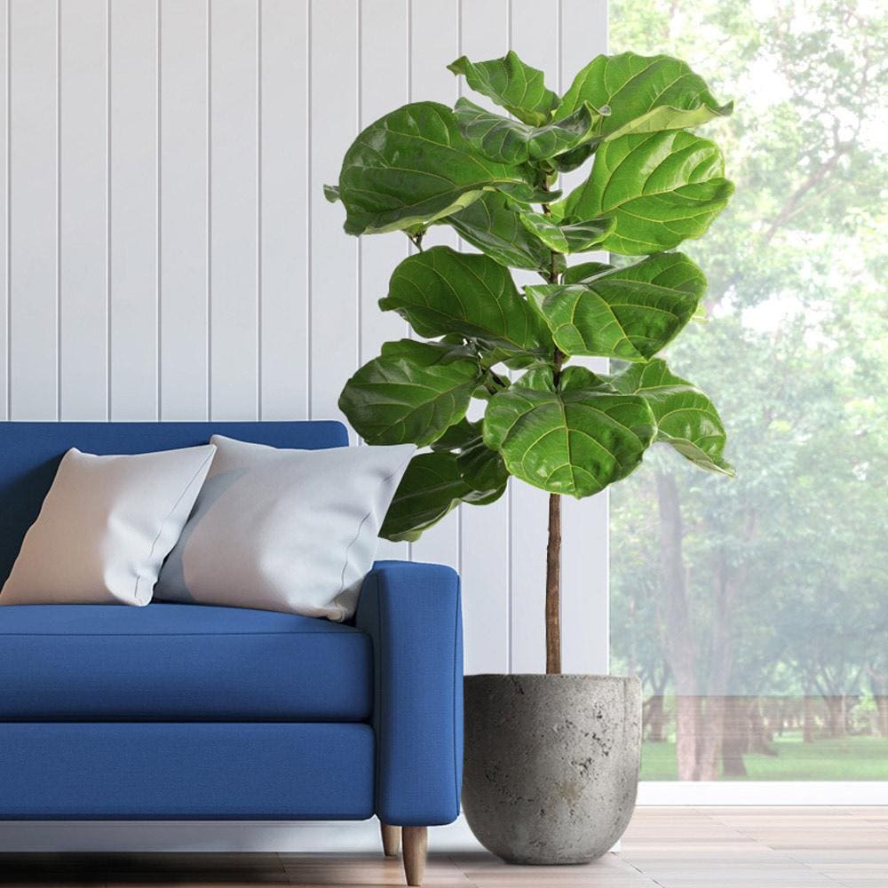 18 most attractive indoor plants to decorate your house - 85