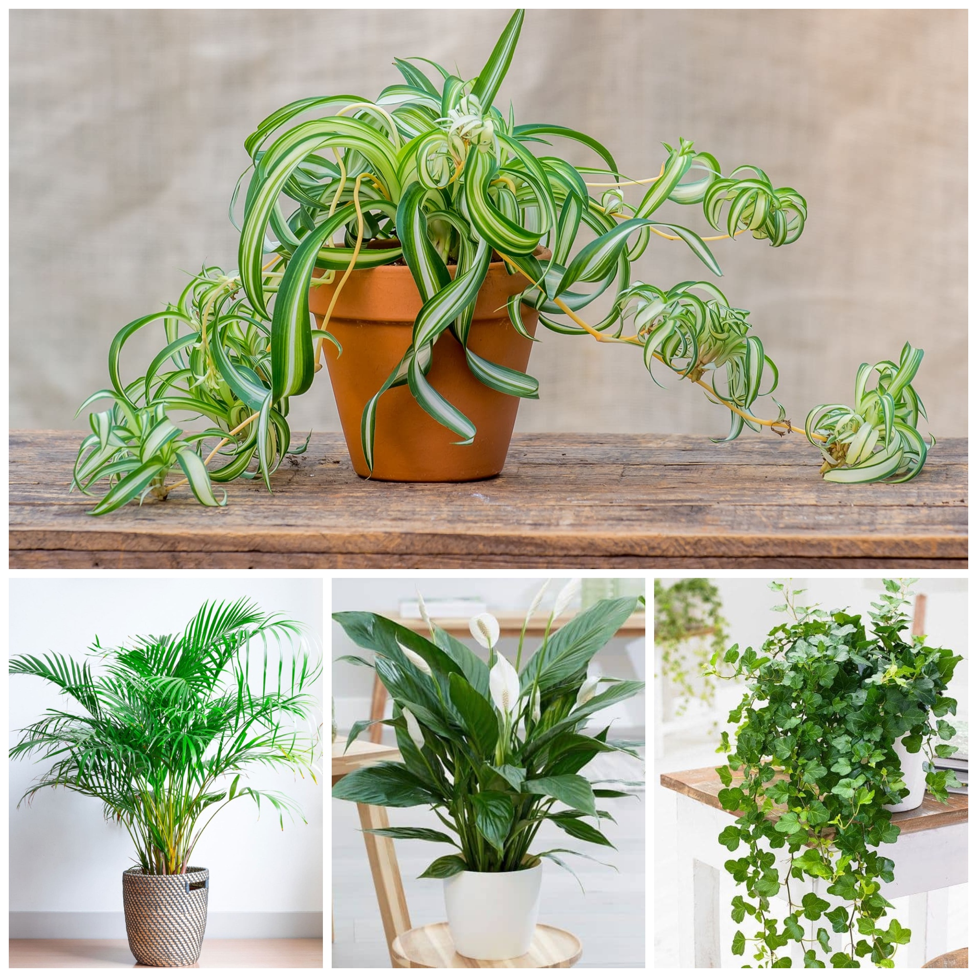 Indoor Plants To Help Alleviate Dry Skin