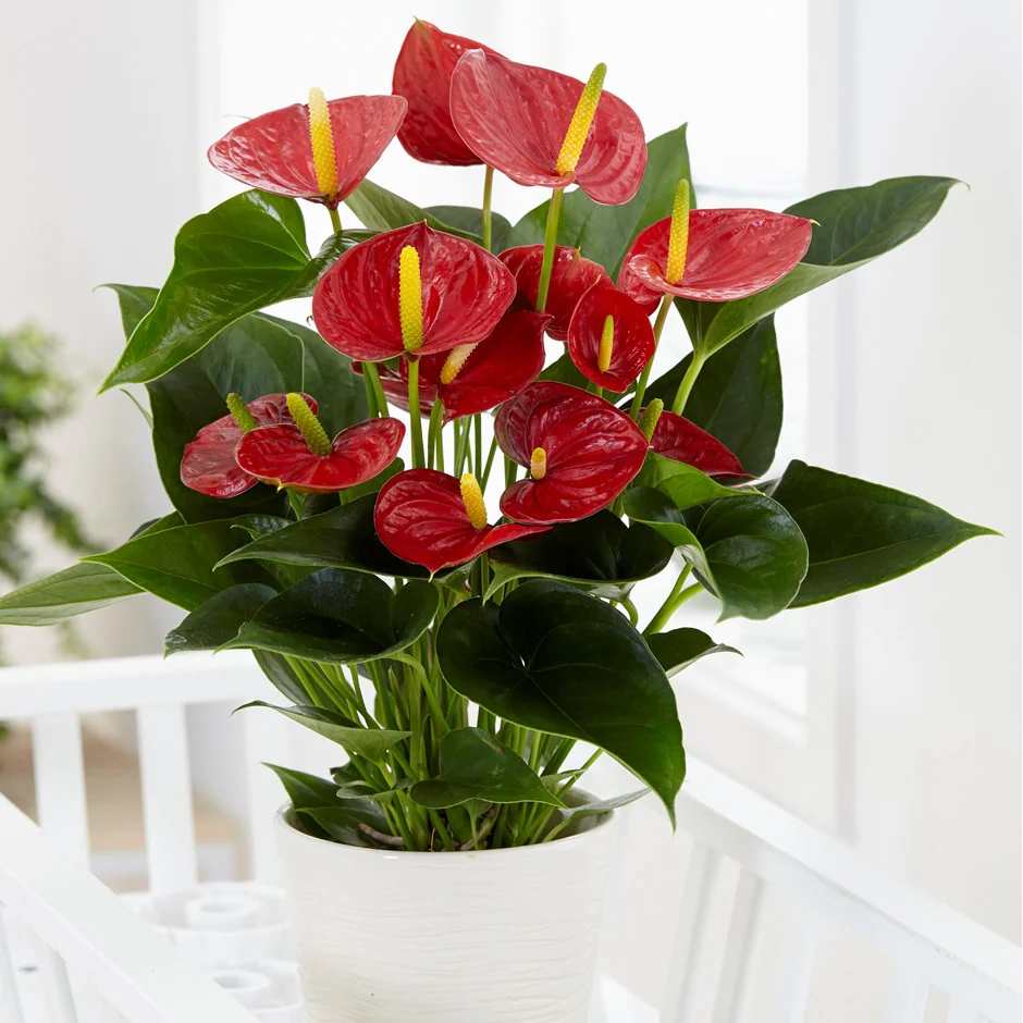 Flowering houseplants to add color and fragrance to your home - 101