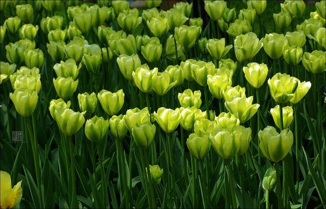 The 20 most beautiful green flowers in the world - 83