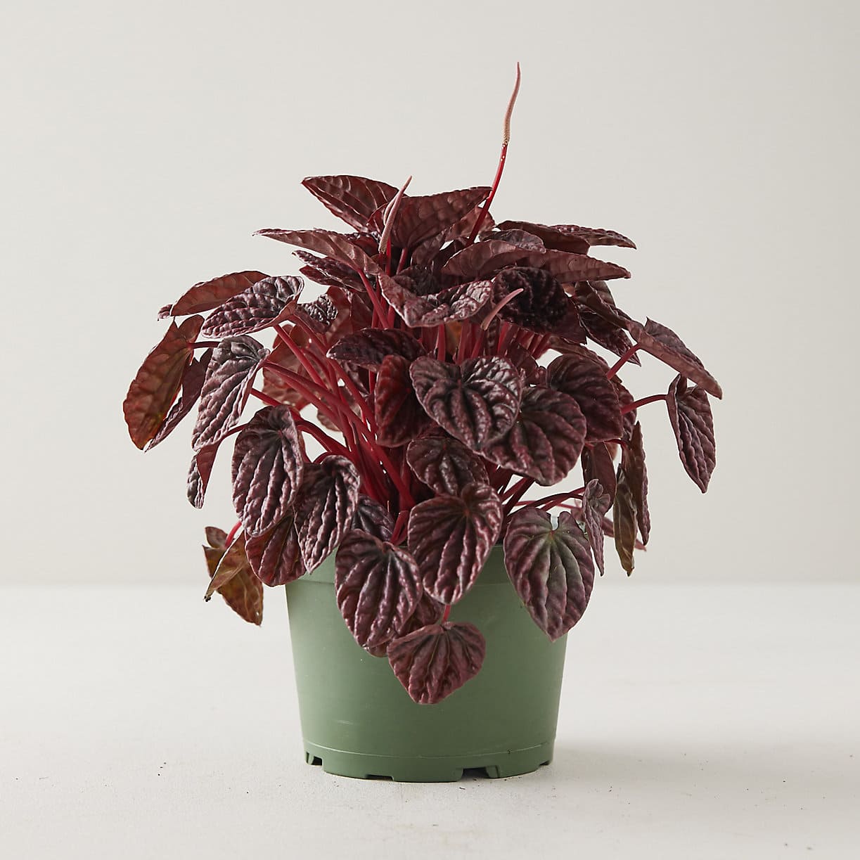 Appealing red heart-shaped houseplants to decorate your home more charming - 83