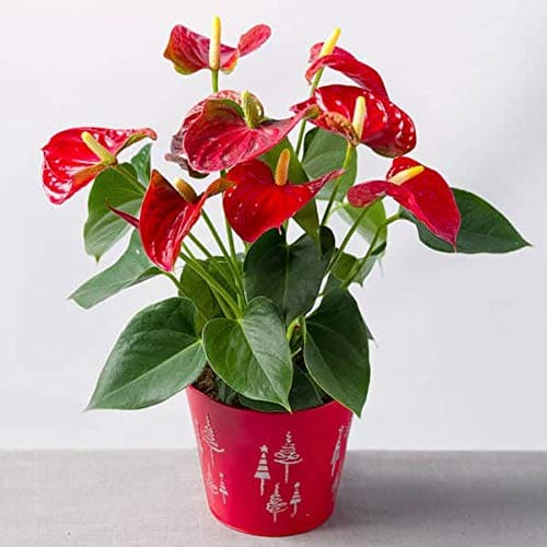 Appealing red heart-shaped houseplants to decorate your home more charming - 73