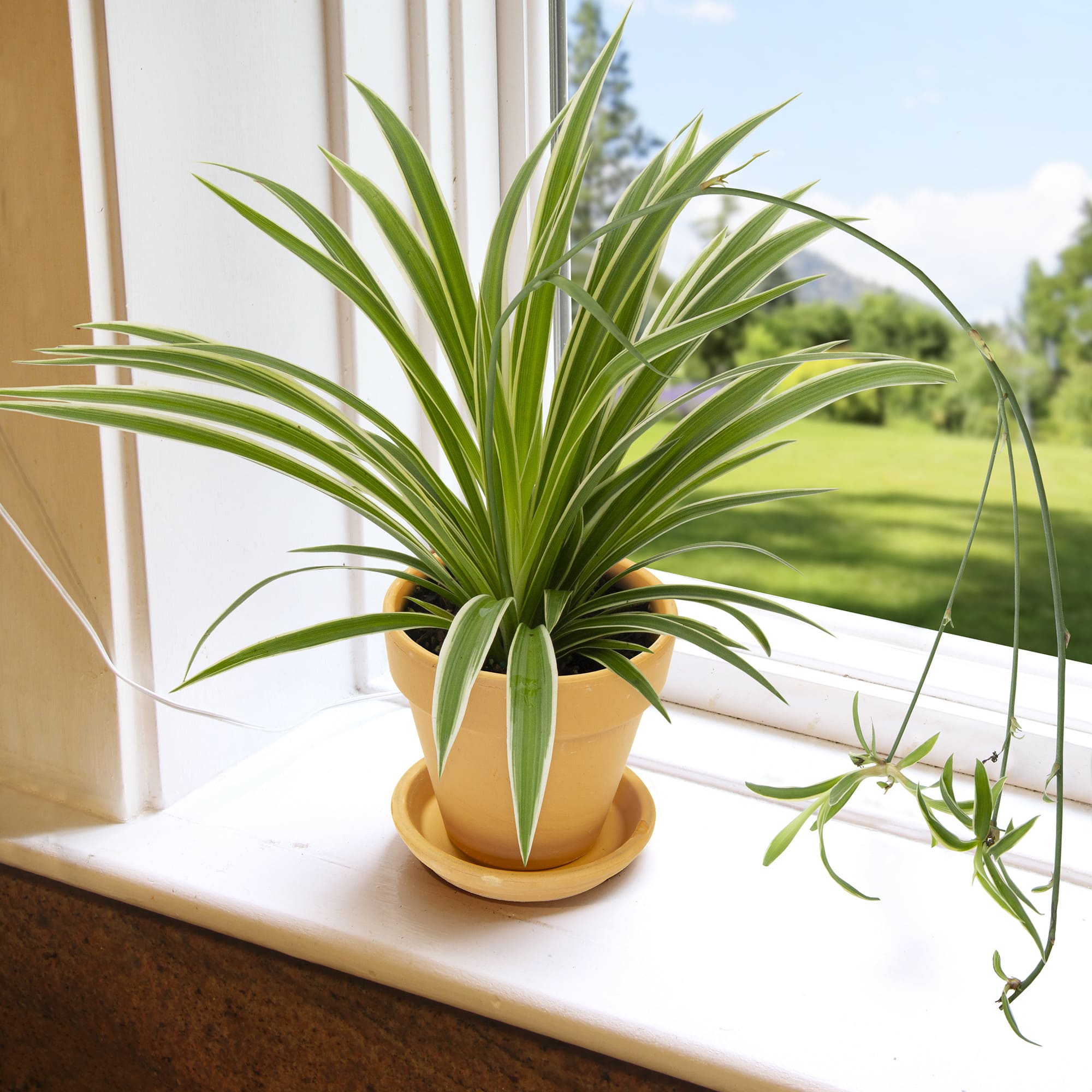 6 houseplants that can increase your well-being - 47