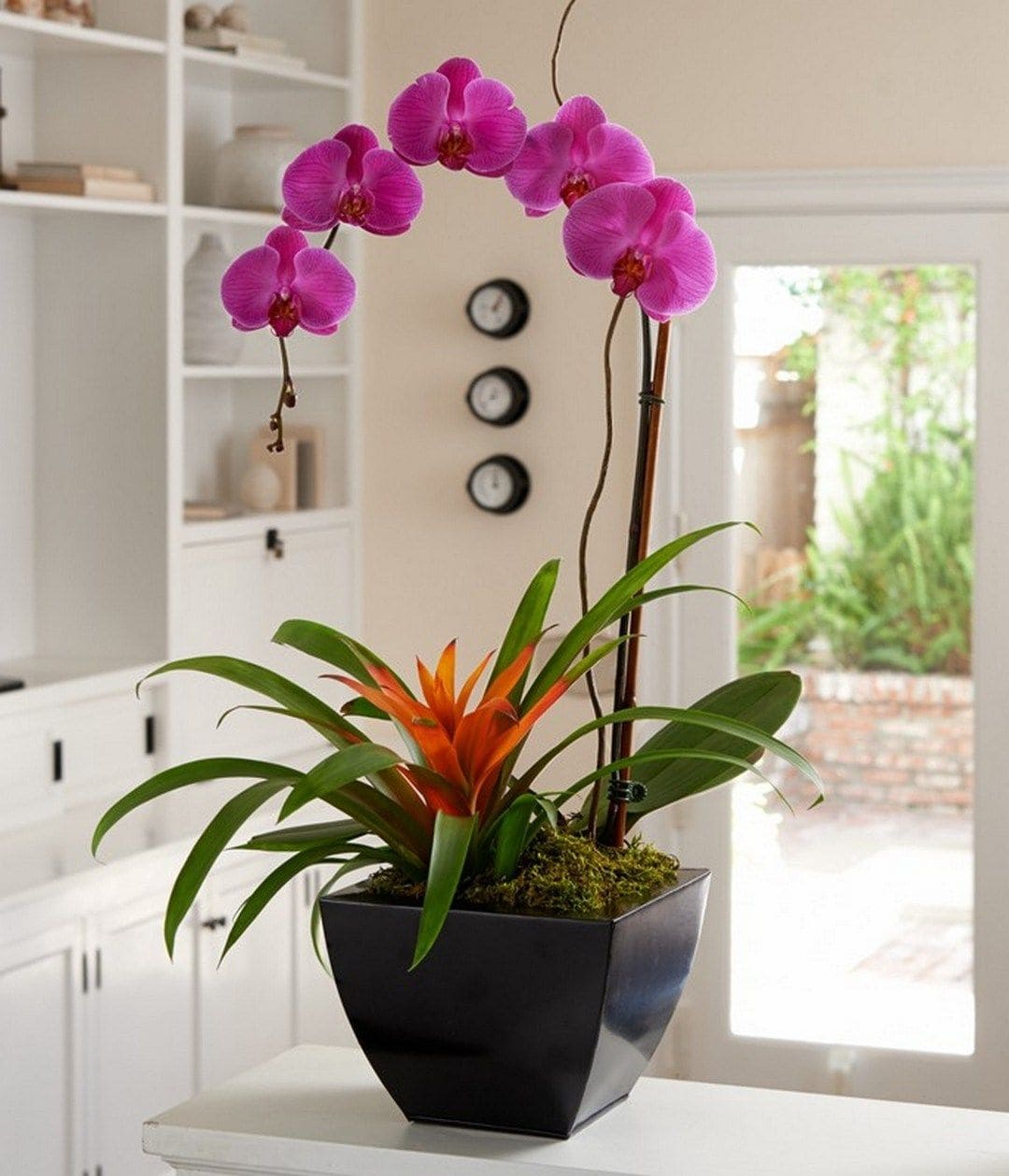 9 colors of indoor plants that can warm your home in winter - 75