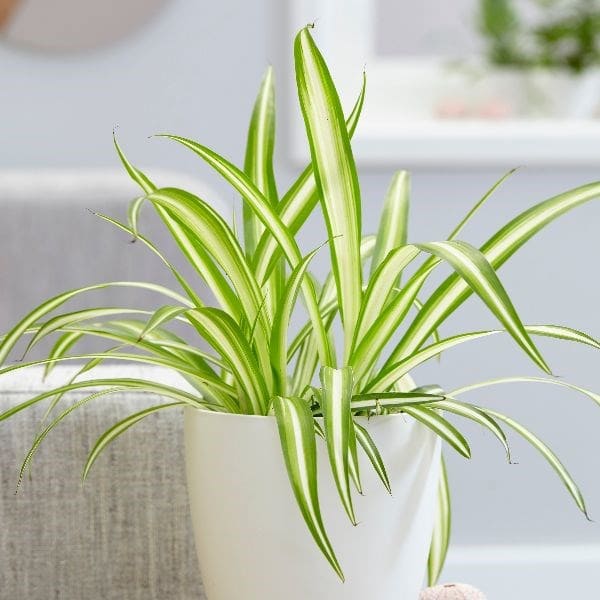 7 houseplants can beat the winter blues - 49