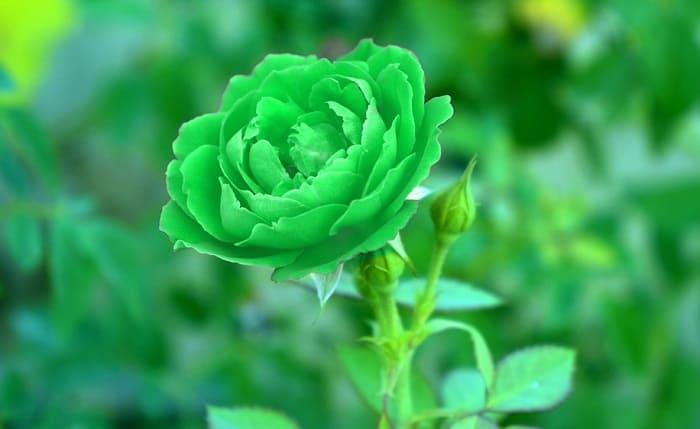 The 20 most beautiful green flowers in the world - 75