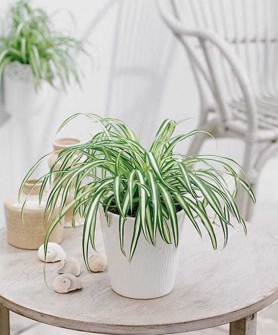 19 indoor plants that are great to place on the coffee table - 67