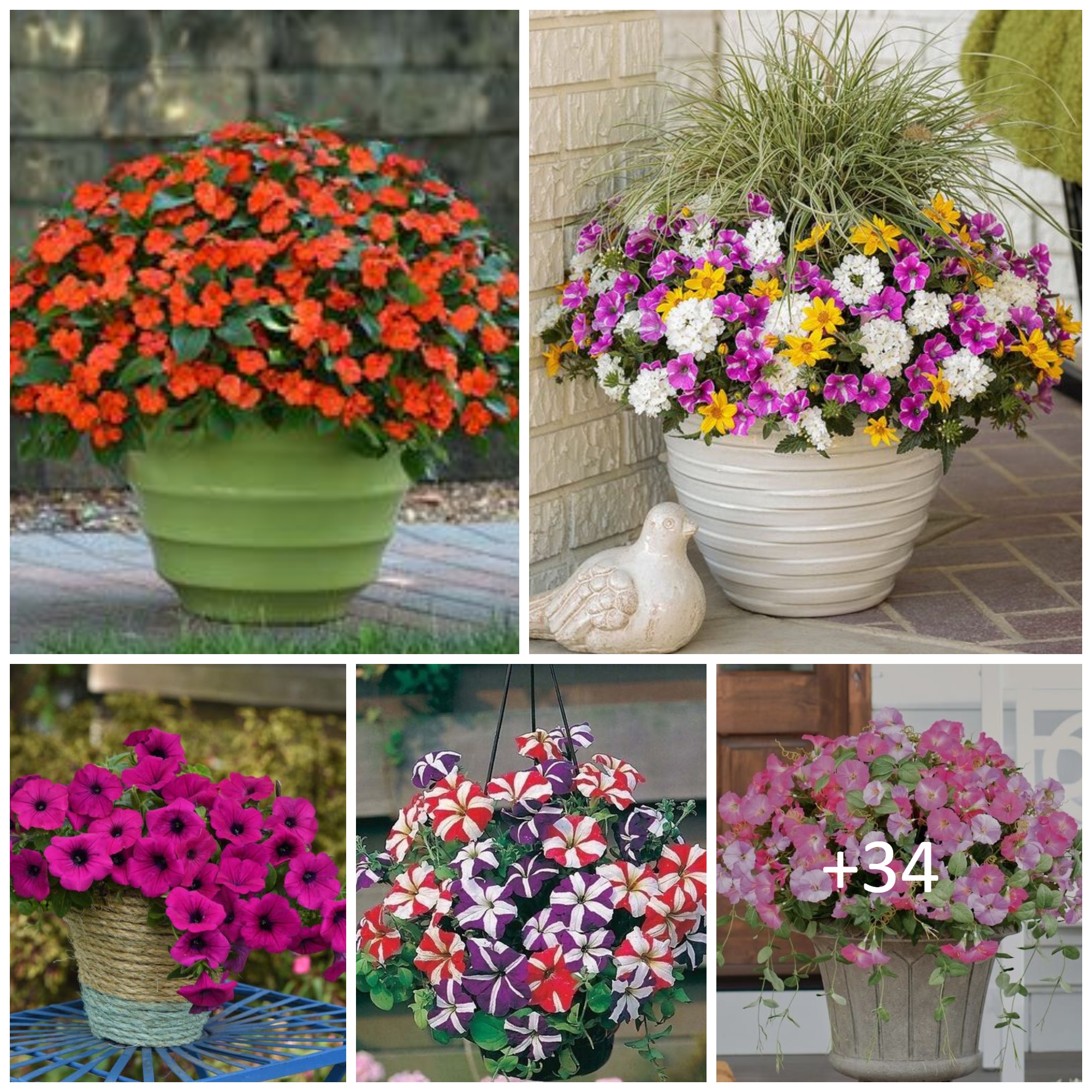 How to Plant, Grow, and Care for Petunias