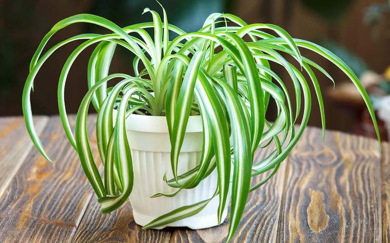 7 advantages of spider plants when growing indoors - 61